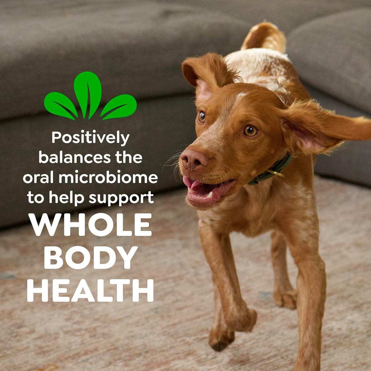 Greenies Regular Dental Dog Treats, Original Chicken Flavor, 36 Count